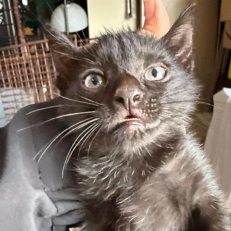 A baby small-sized male Black Domestic Short Hair cat named Wes for adoption in Newark, NJ