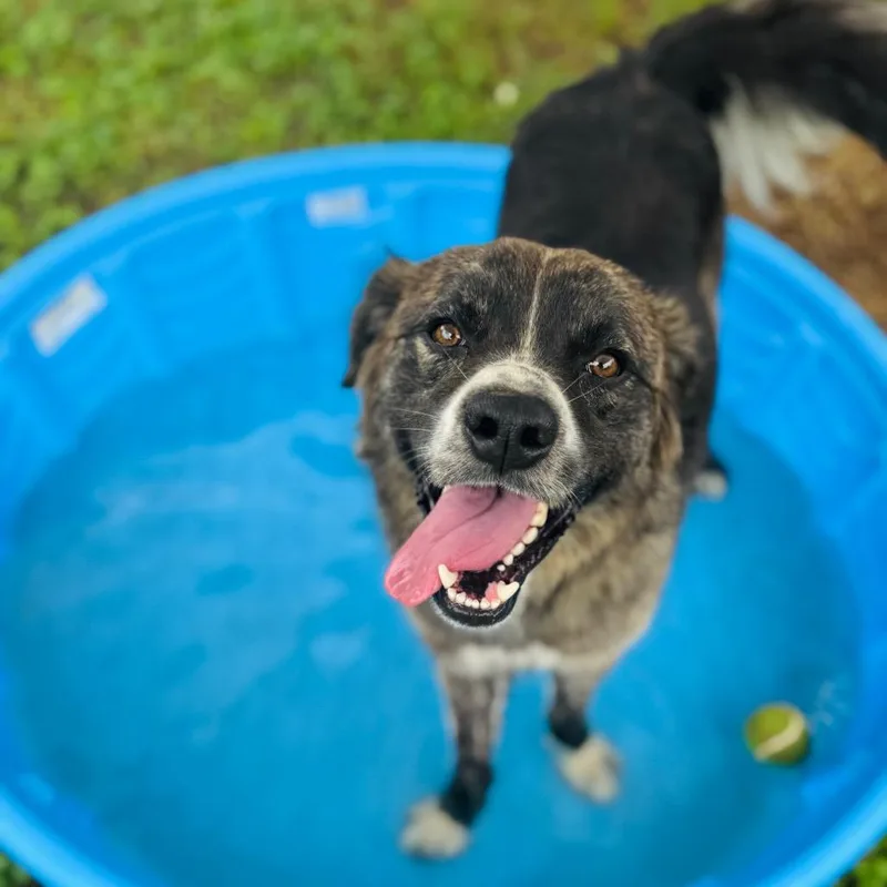 A young medium-sized male Black Australian Shepherd dog named Trent for adoption in Brownsboro, AL