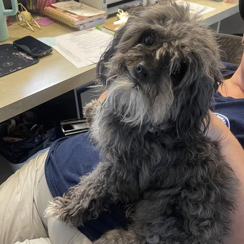 An adult small-sized male Yorkshire Terrier dog named Dior for adoption in Newark, NJ