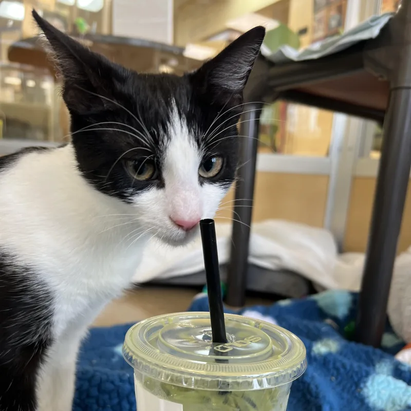 Curacao And Domenica thumbnail 2