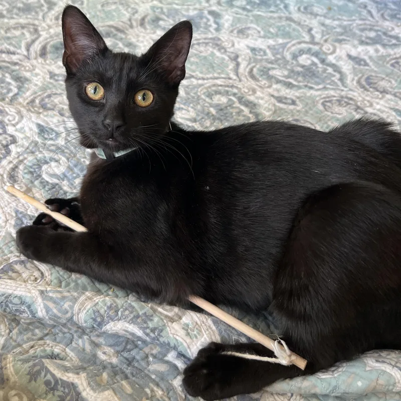 Curacao And Domenica thumbnail 3