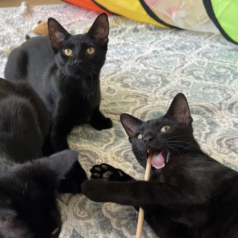 Curacao And Domenica thumbnail 4