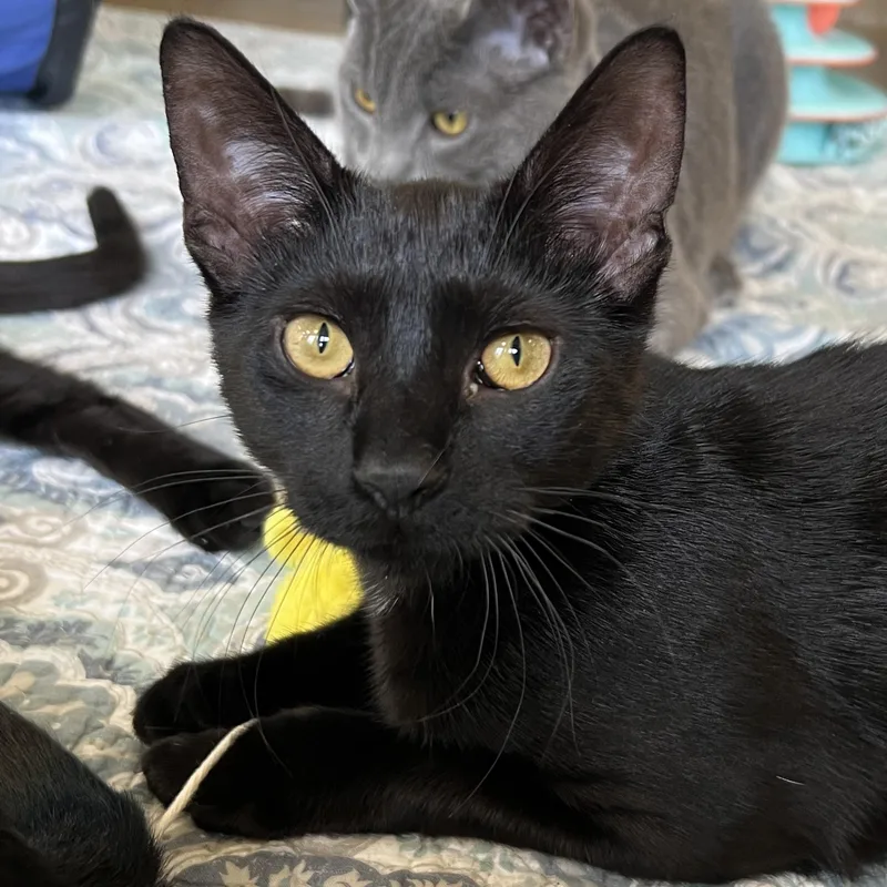 Curacao And Domenica thumbnail 5