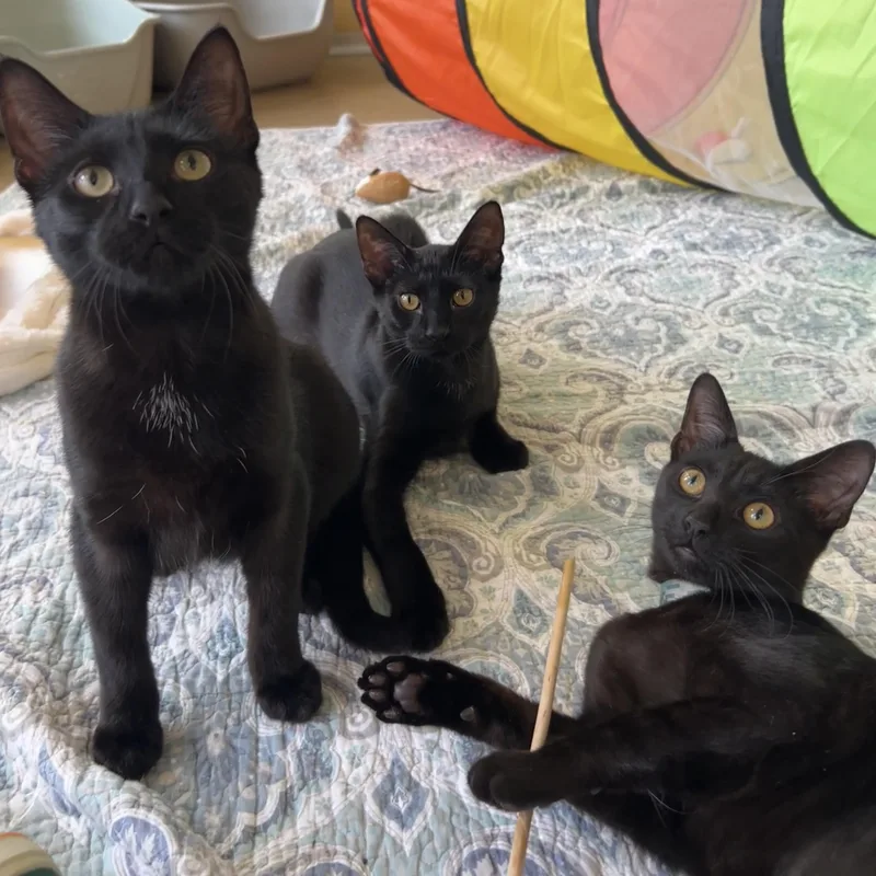 Curacao And Domenica thumbnail 6