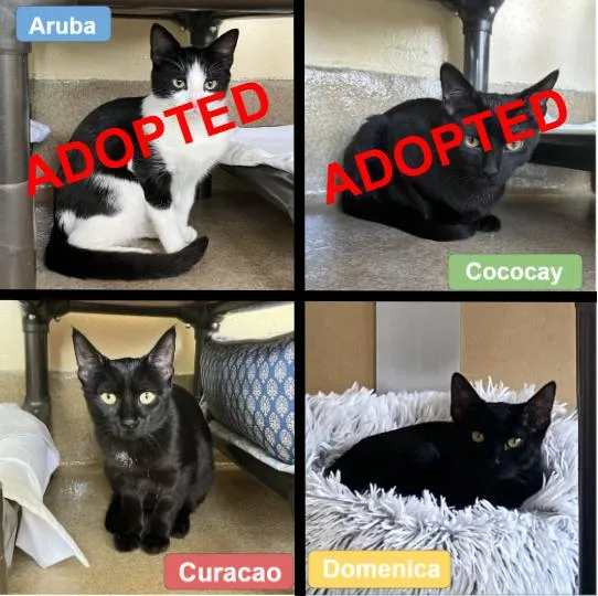 Curacao And Domenica