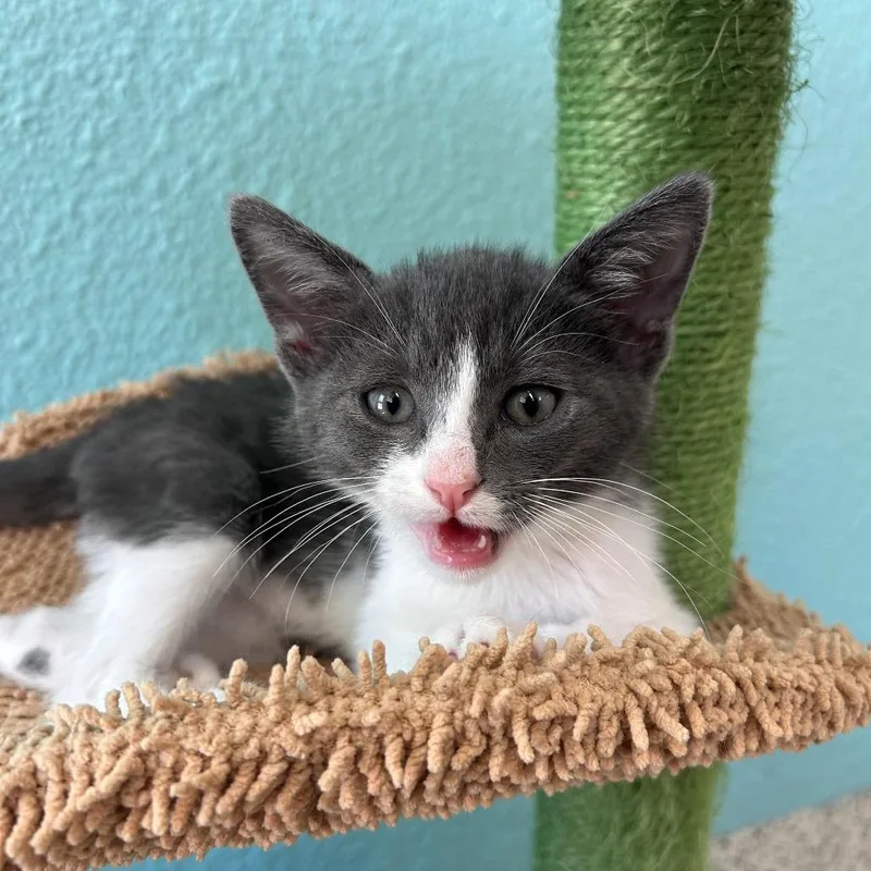 A baby small-sized male Gray / Blue / Silver Domestic Short Hair cat named Storm for adoption in Fresno, CA
