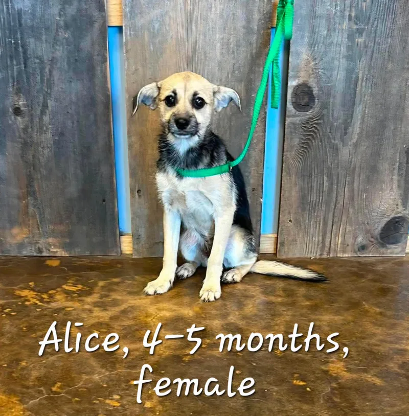 A young medium-sized female Terrier dog named Alice for adoption in Milwaukee, WI