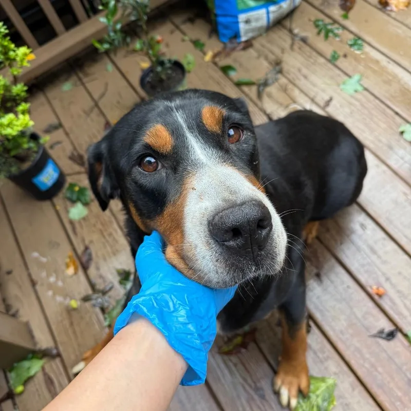 An adult extra large-sized female Black Greater Swiss Mountain Dog dog named Twinkle for adoption in West Chester, PA