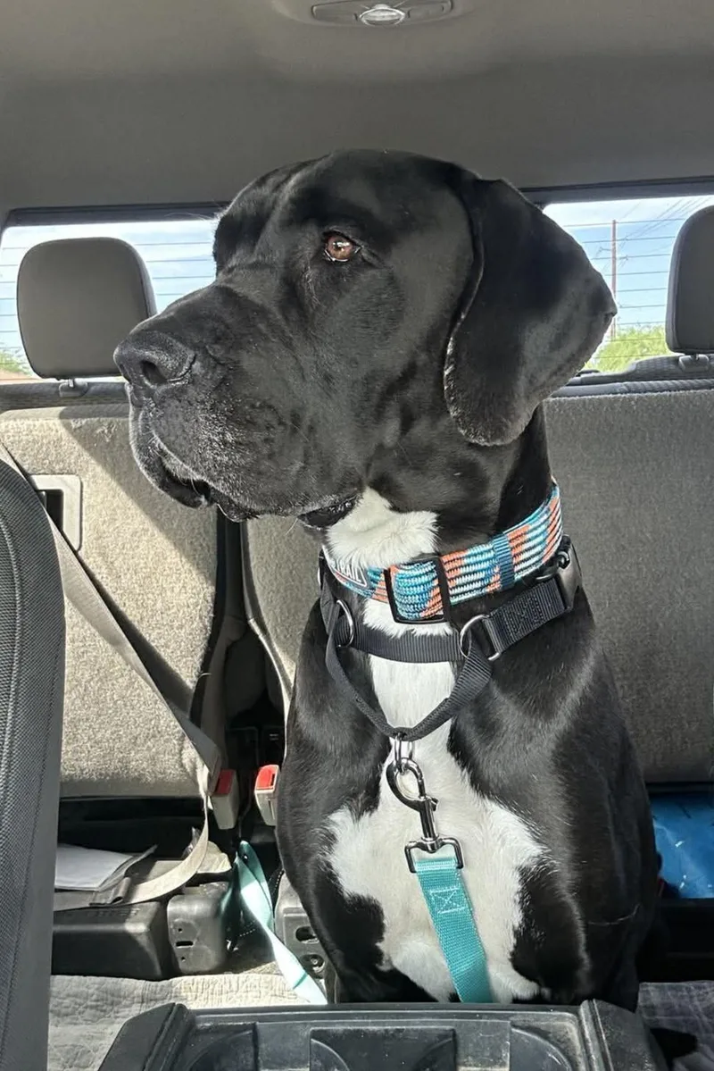 An adult extra large-sized male Mastiff dog named Everest for adoption in Mesa, AZ
