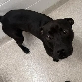 A young medium-sized male Black Labrador Retriever dog named Carbon for adoption in Horn Lake, MS