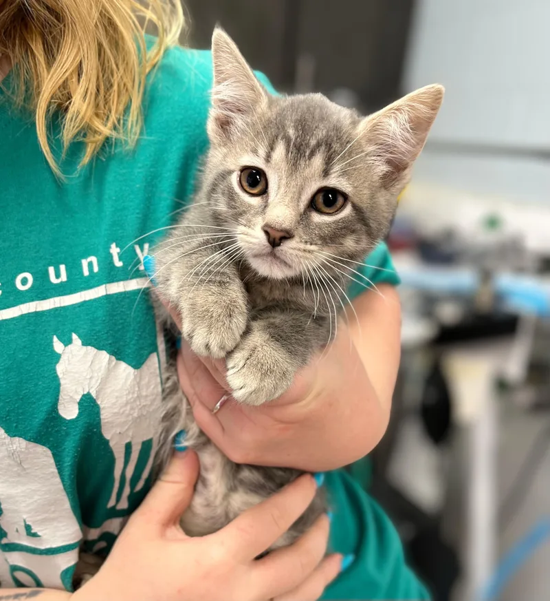 A baby medium-sized male Tabby (Gray / Blue / Silver) Domestic Short Hair cat named Blue Morpho for adoption in Seville, OH