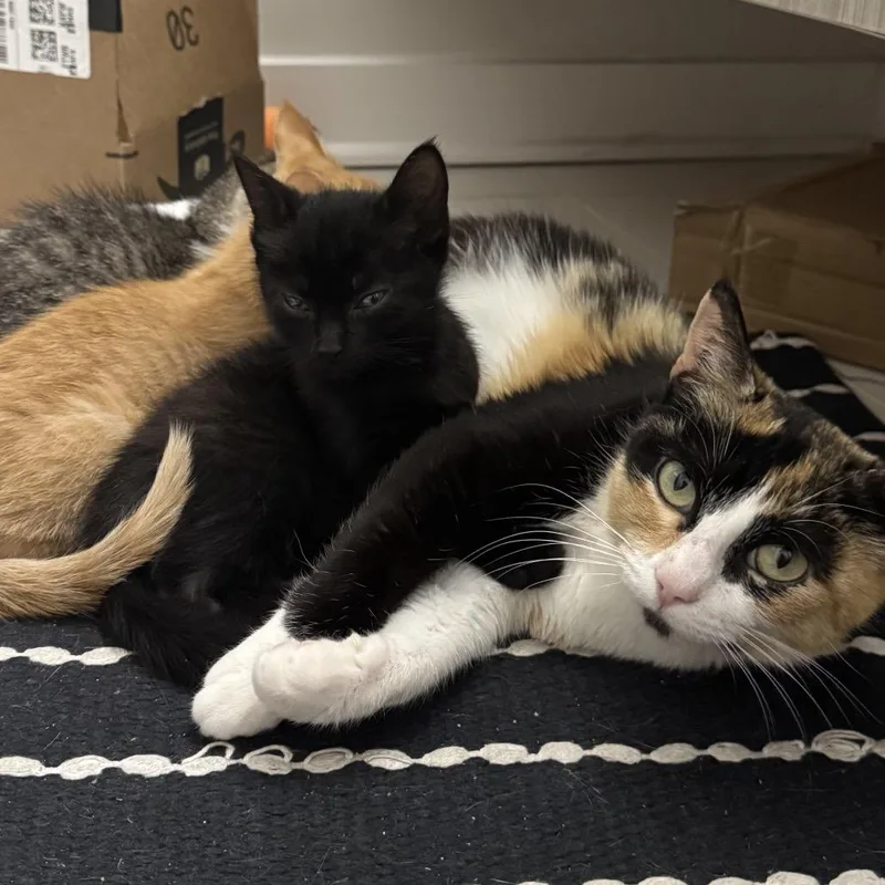 An adult medium-sized female Calico Domestic Short Hair cat named Golden Hour for adoption in Nashville, TN