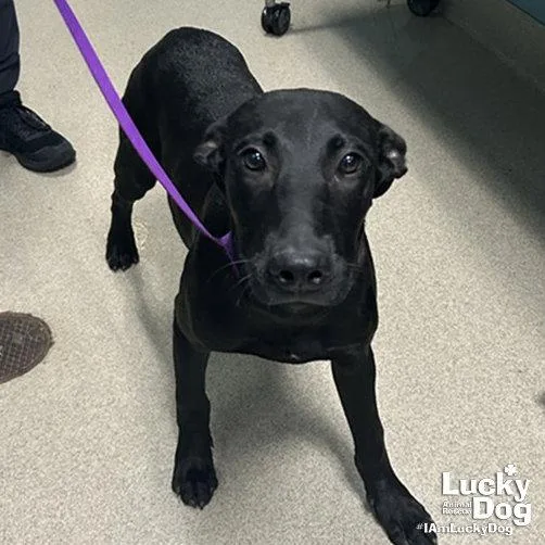A young large-sized male Labrador Retriever dog named Arthur for adoption in Washington, DC