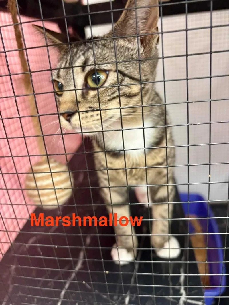 Marshmallow