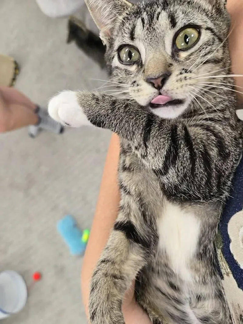 Marshmallow thumbnail 4