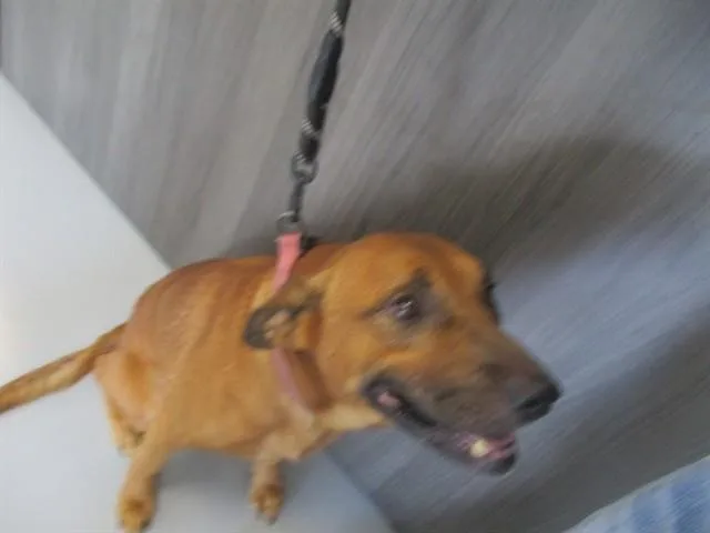 A young large-sized male Labrador Retriever dog named A for adoption in Ocala, FL