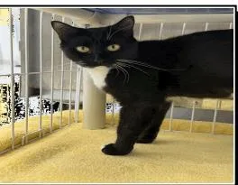 An adult medium-sized female Domestic Short Hair cat named Lucky for adoption in Largo, FL