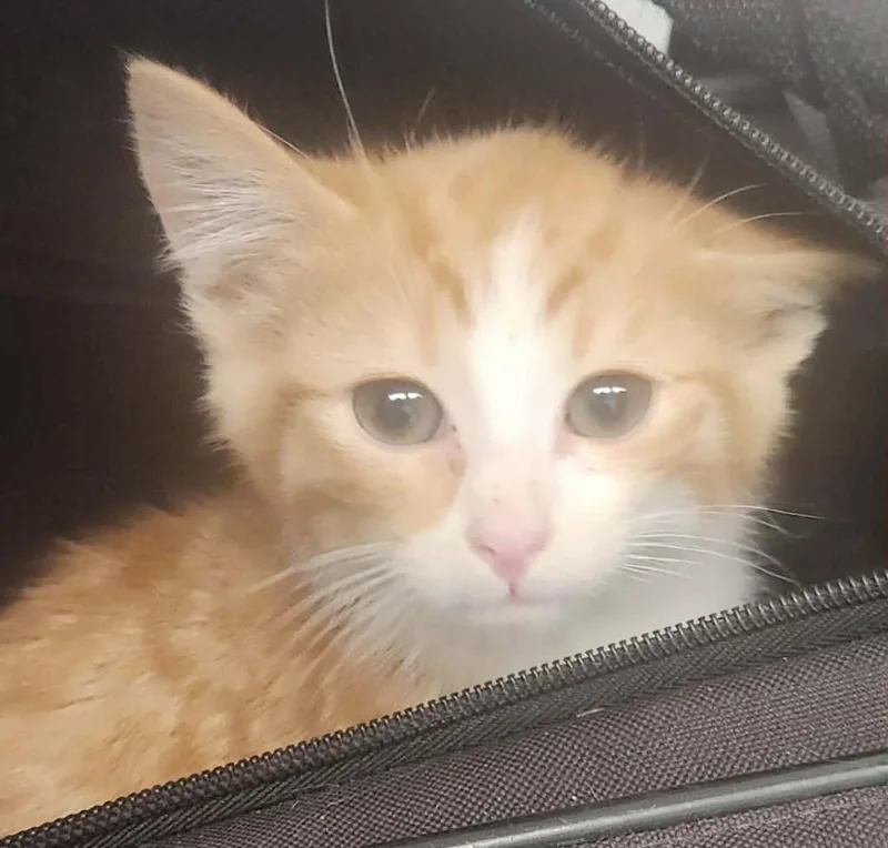 A baby medium-sized male Domestic Short Hair cat named Vector for adoption in Republic, MO