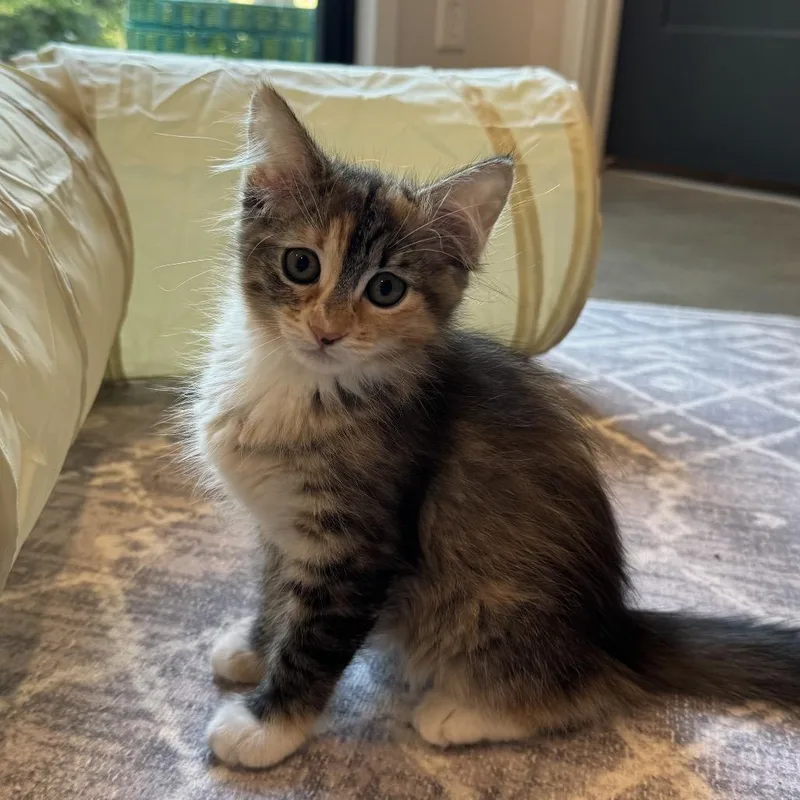A baby small-sized female Torbie Domestic Short Hair cat named Phoebe for adoption in Council Bluffs, IA