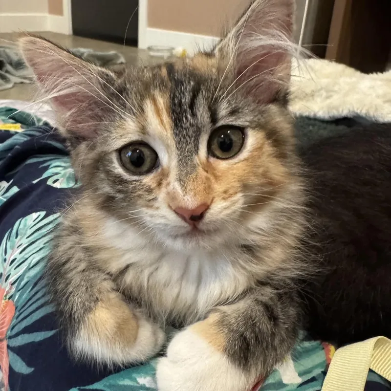 Phoebe thumbnail 2