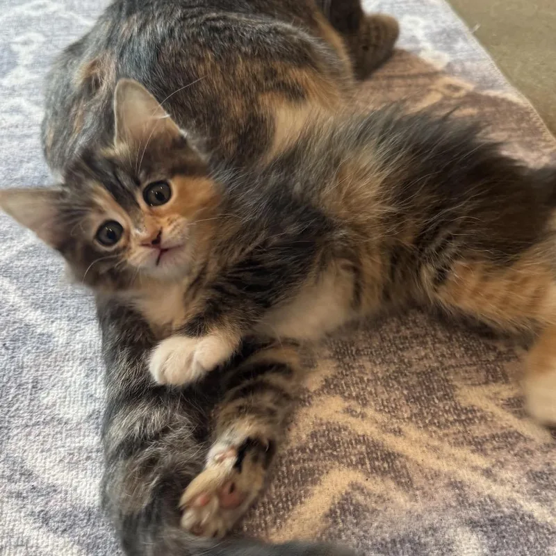 Phoebe thumbnail 3