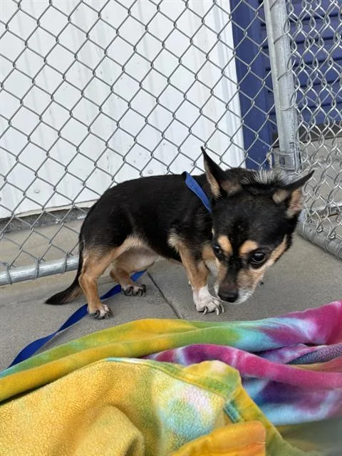A senior small-sized female Chihuahua dog named Sage for adoption in Bakersfield, CA