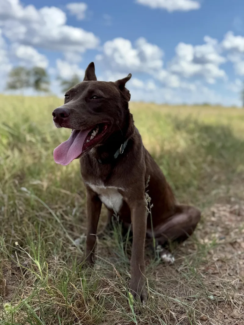 Gertrude "trudy" thumbnail 4