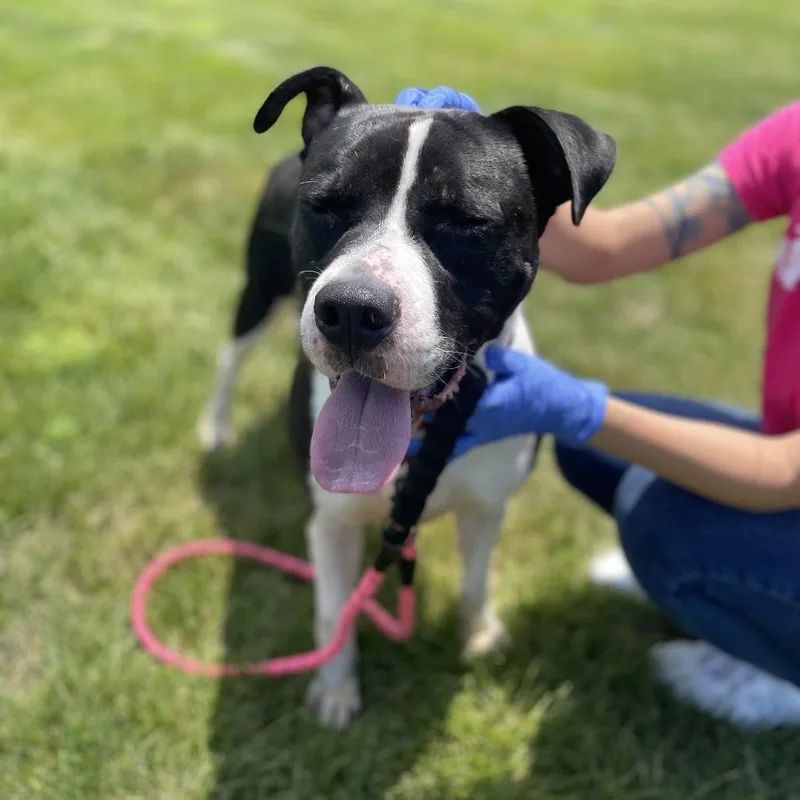An adult large-sized male Black Pit Bull Terrier dog named Bull for adoption in Champaign, IL