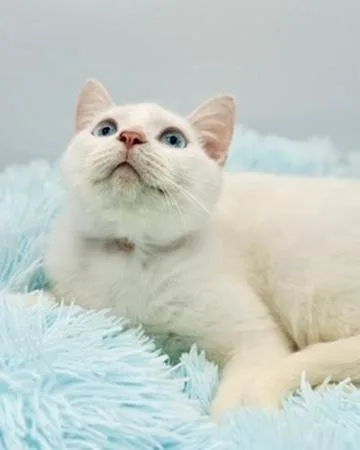 Briarwood thumbnail 2