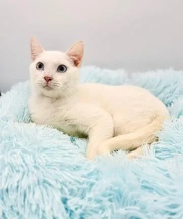 Briarwood thumbnail 3