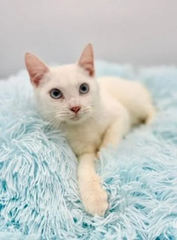 Briarwood thumbnail 4