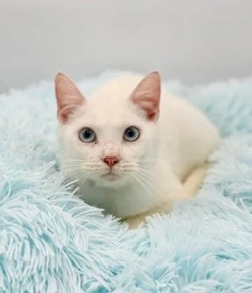 Briarwood thumbnail 5