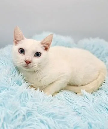 Briarwood thumbnail 6