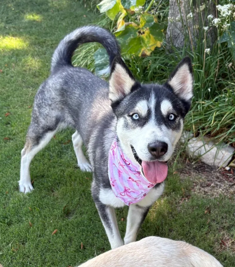 Kira thumbnail 3