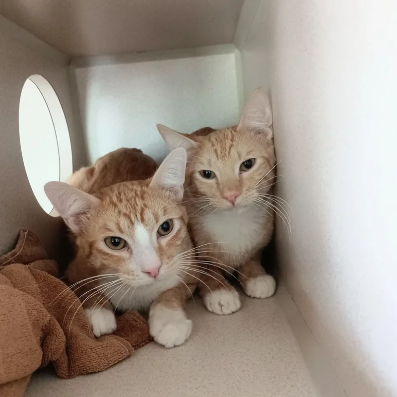 Mango & Papaya thumbnail 2