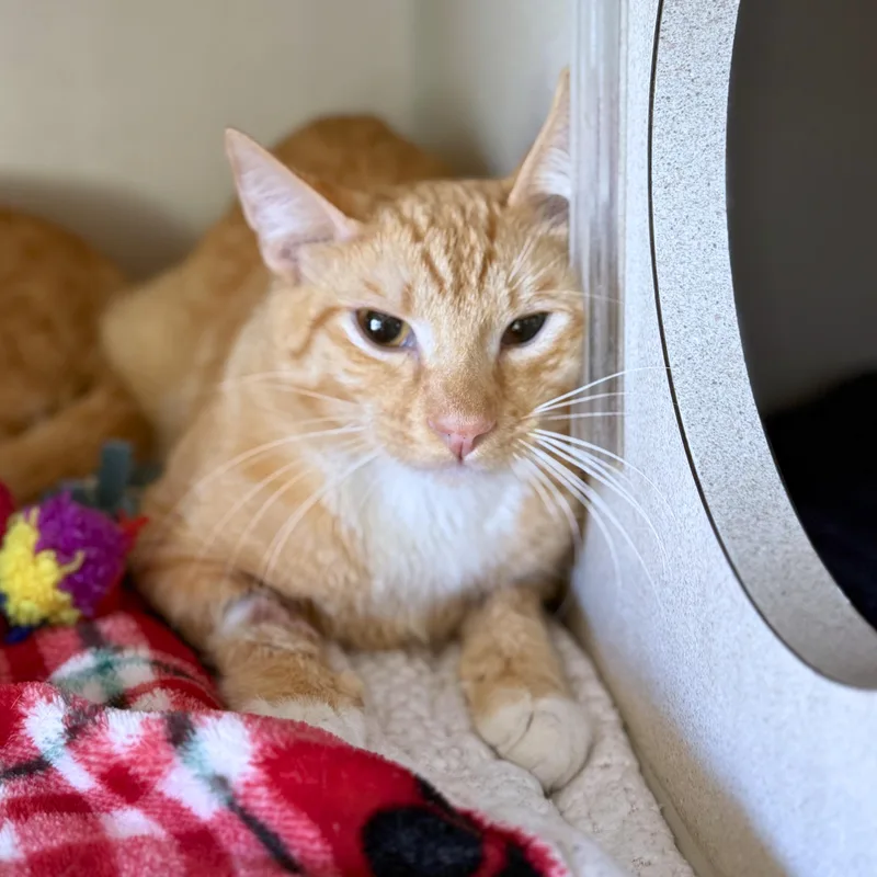 Mango & Papaya thumbnail 3