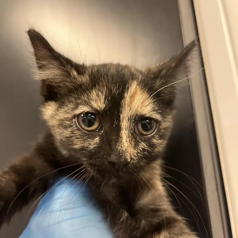 A baby small-sized female Tortoiseshell Domestic Short Hair cat named Pocket for adoption in Troy, VA
