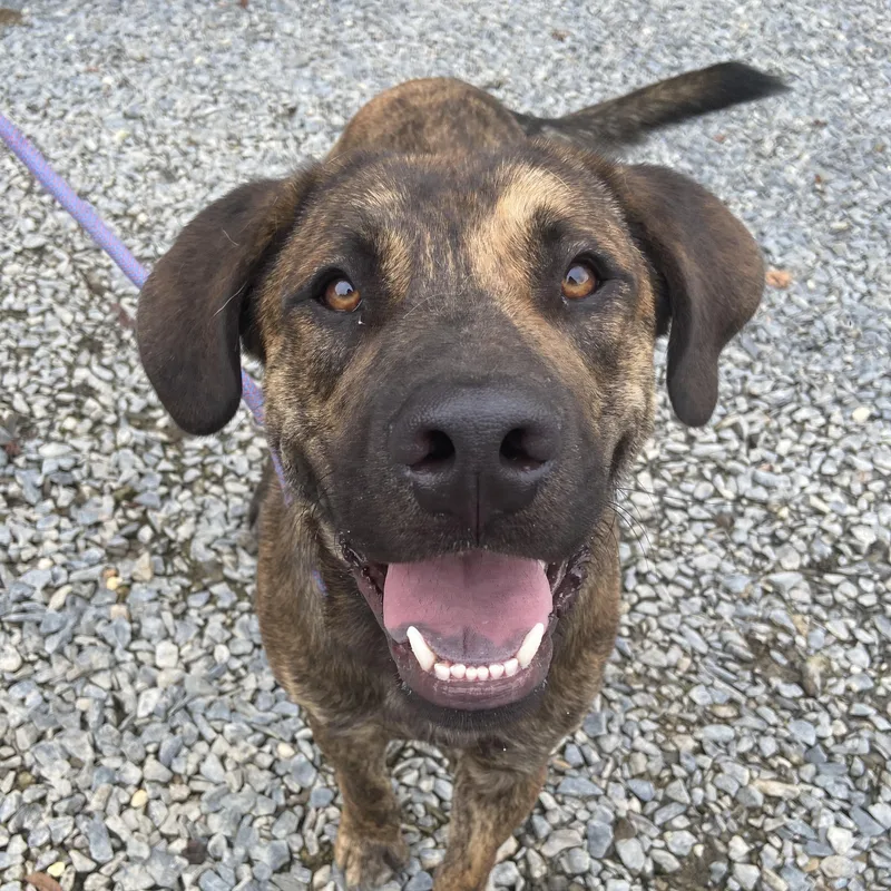 A young large-sized male Black Hound dog named Oakley for adoption in POLKTON, NC
