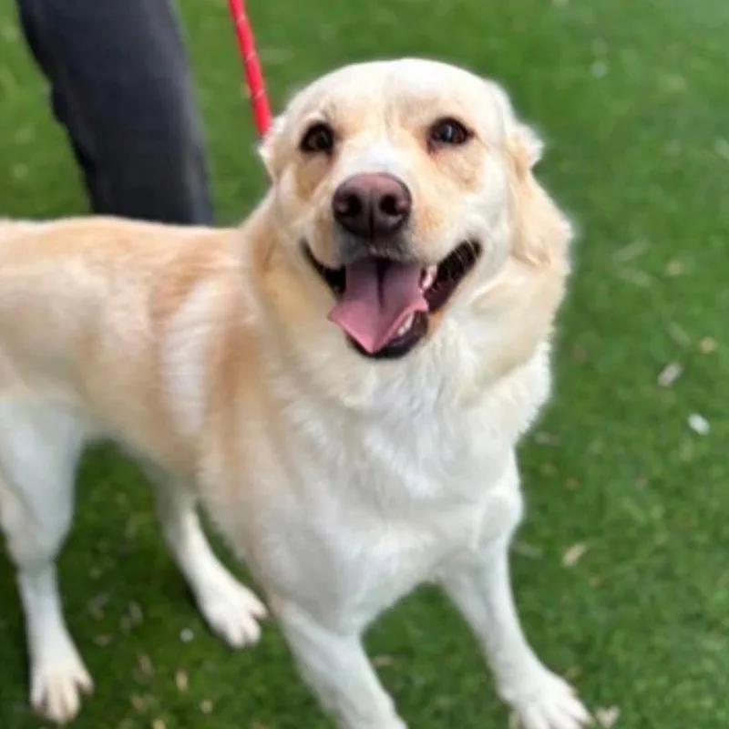 An adult medium-sized male White / Cream Husky dog named Perfection for adoption in Tacoma, WA