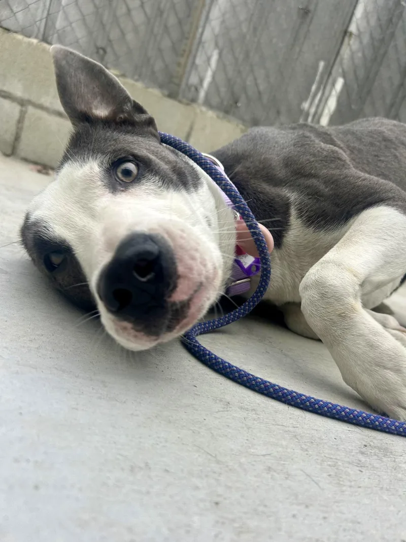 A young medium-sized male Gray / Blue / Silver Pit Bull Terrier dog named Tweedy for adoption in Los Angeles, CA