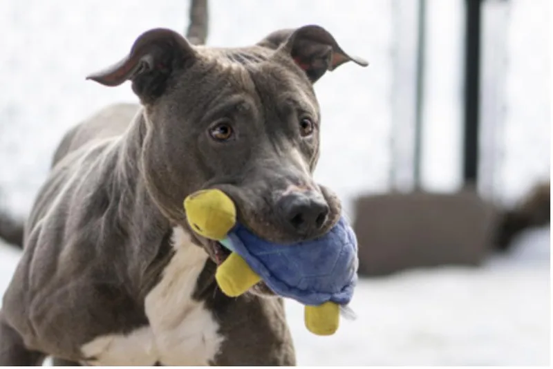 An adult large-sized female Gray / Blue / Silver Mixed Breed dog named Mississippi for adoption in Terre Haute, IN