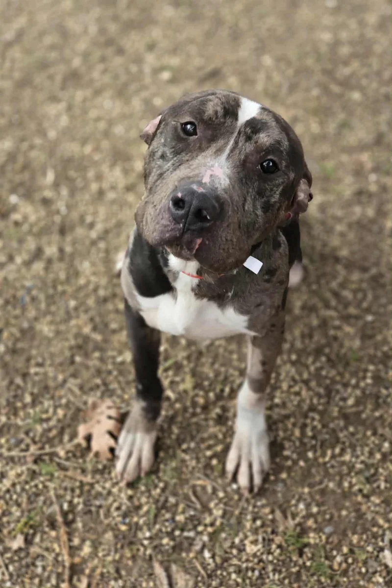 An adult large-sized male Merle (Blue) Pit Bull Terrier dog named Rex for adoption in Freeport, IL