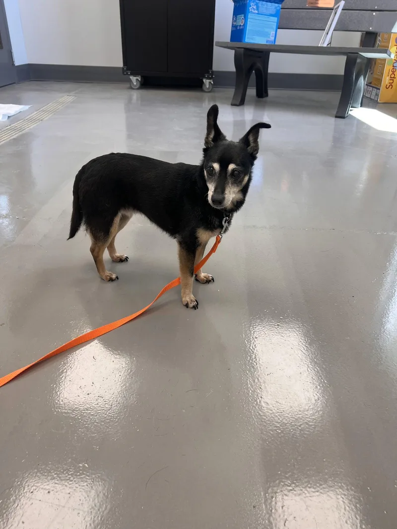 A senior small-sized female Terrier dog named Juicy for adoption in Georgetown, KY