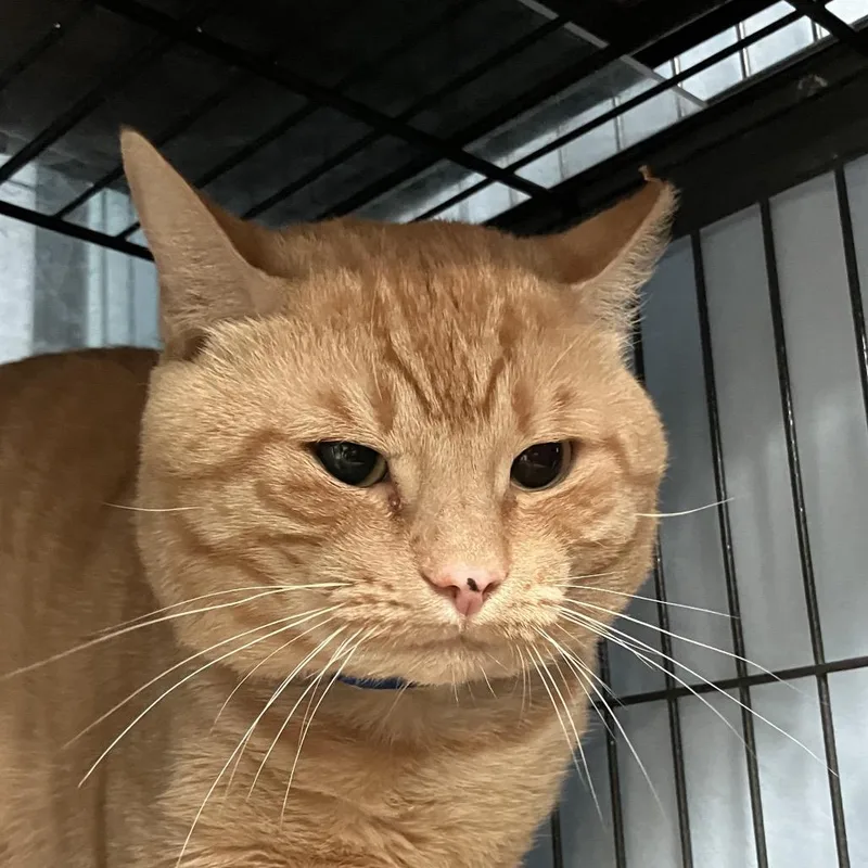 A senior large-sized male Domestic Short Hair cat named Bear for adoption in Lakeland, FL