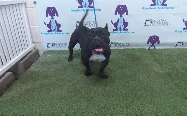 An adult medium-sized female English Bulldog dog named Diva for adoption in Orlando, FL