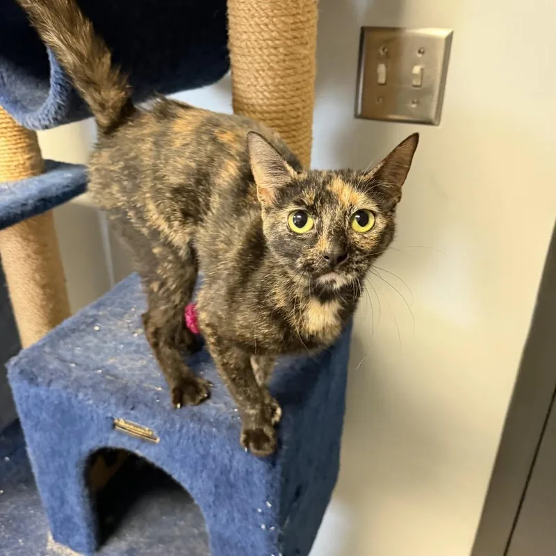 An adult medium-sized female Tortoiseshell Domestic Short Hair cat named Nettie for adoption in Clinton, IL