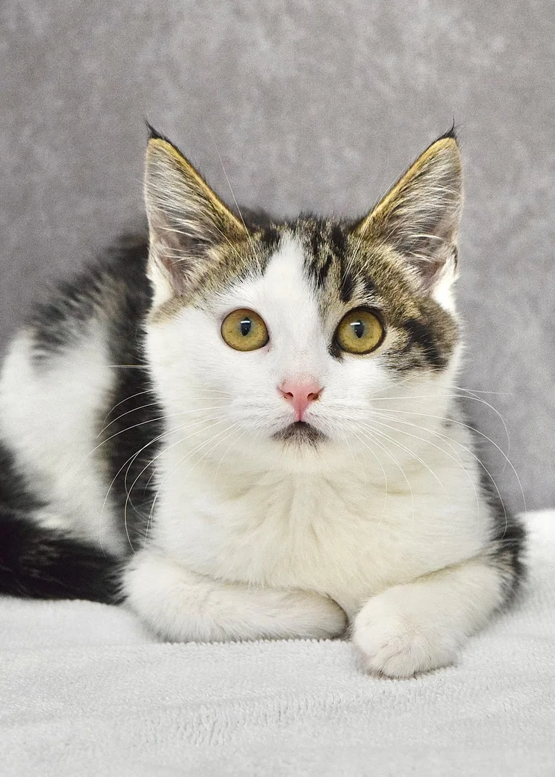 A baby medium-sized female Tabby (Brown / Chocolate) Domestic Short Hair cat named Elle for adoption in Dublin, CA