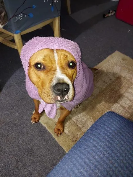 An adult large-sized female Mixed Breed dog named Eggo for adoption in New York, NY