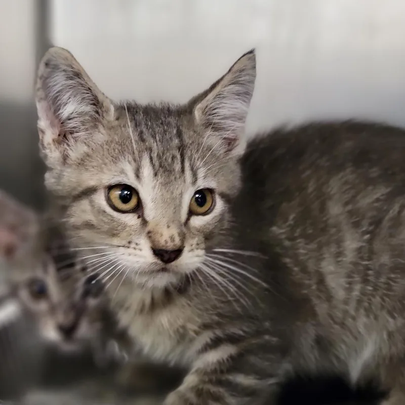 A baby small-sized male Gray / Blue / Silver Domestic Short Hair cat named Cumulus for adoption in Sarasota, FL