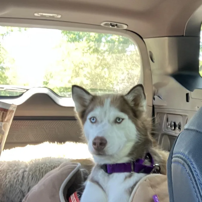 A young small-sized female Red / Chestnut / Orange Siberian Husky dog named Stella for adoption in Ferndale, MI